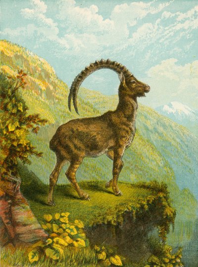 Ibex by English School